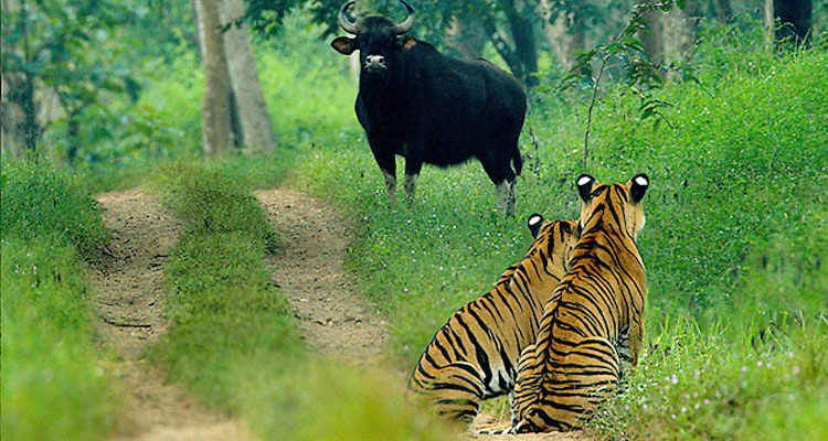 Topslip Wildlife Sanctuary | Tourist Location Near Service Apartment